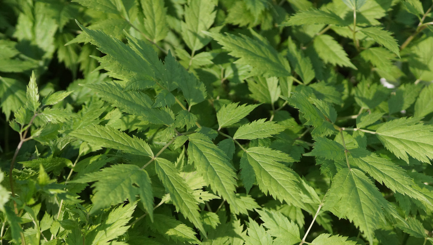 Cimicifuga racemosa (Syn. Actaea racemosa) - Trauben-Silberkerze