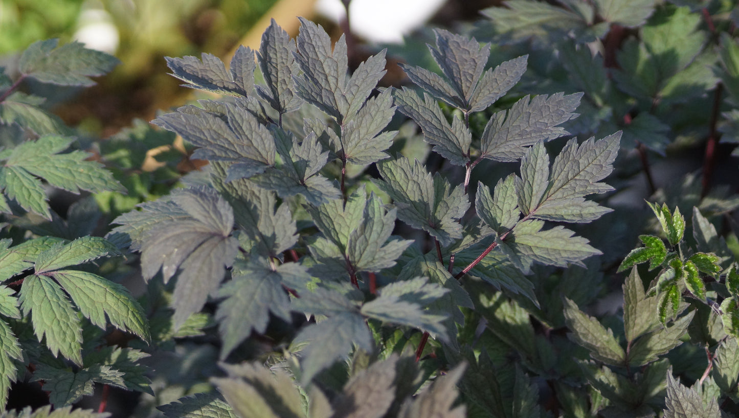 Cimicifuga simplex 'Brunette' (Syn. Actaea s. 'Brunette') - Dunkle Oktober-Silberkerze