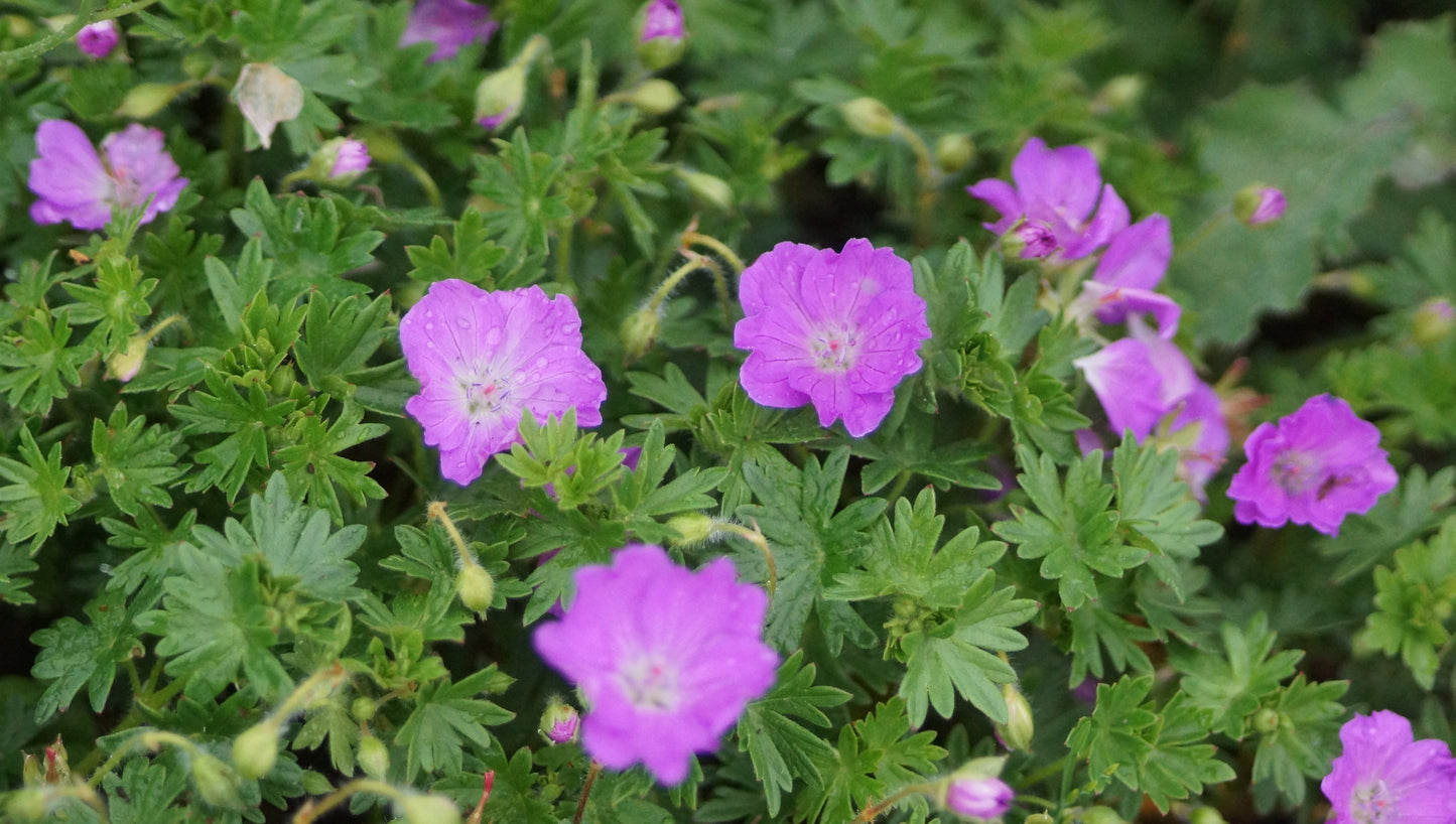 Geranium sanguineum 'Max Frei' - Blutroter Storchschnabel