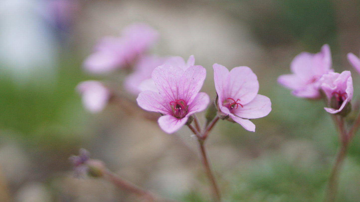 Erodium gissardii - Reiherschnabel