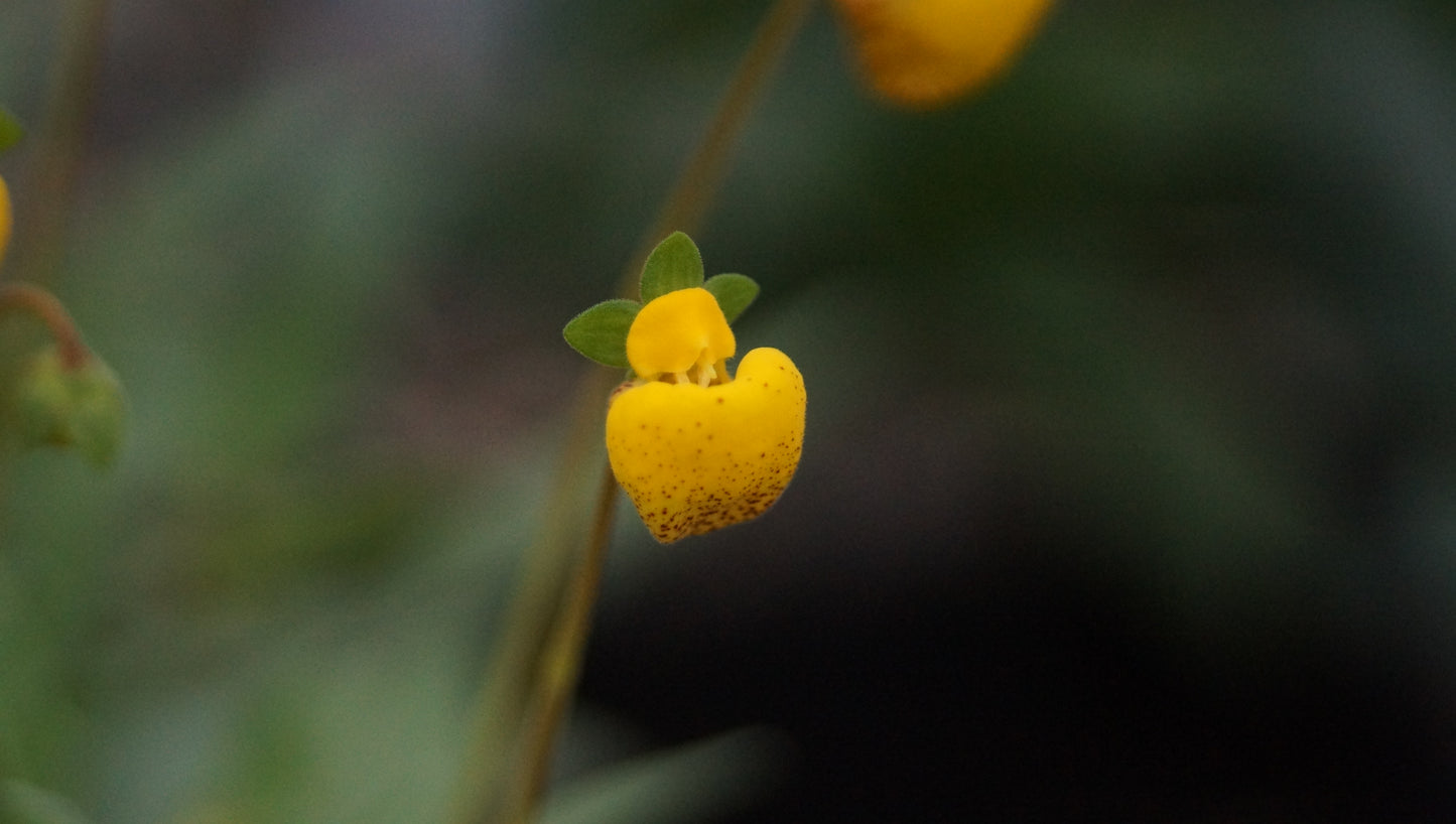 Calceolaria polyrhiza - Pantoffelblume