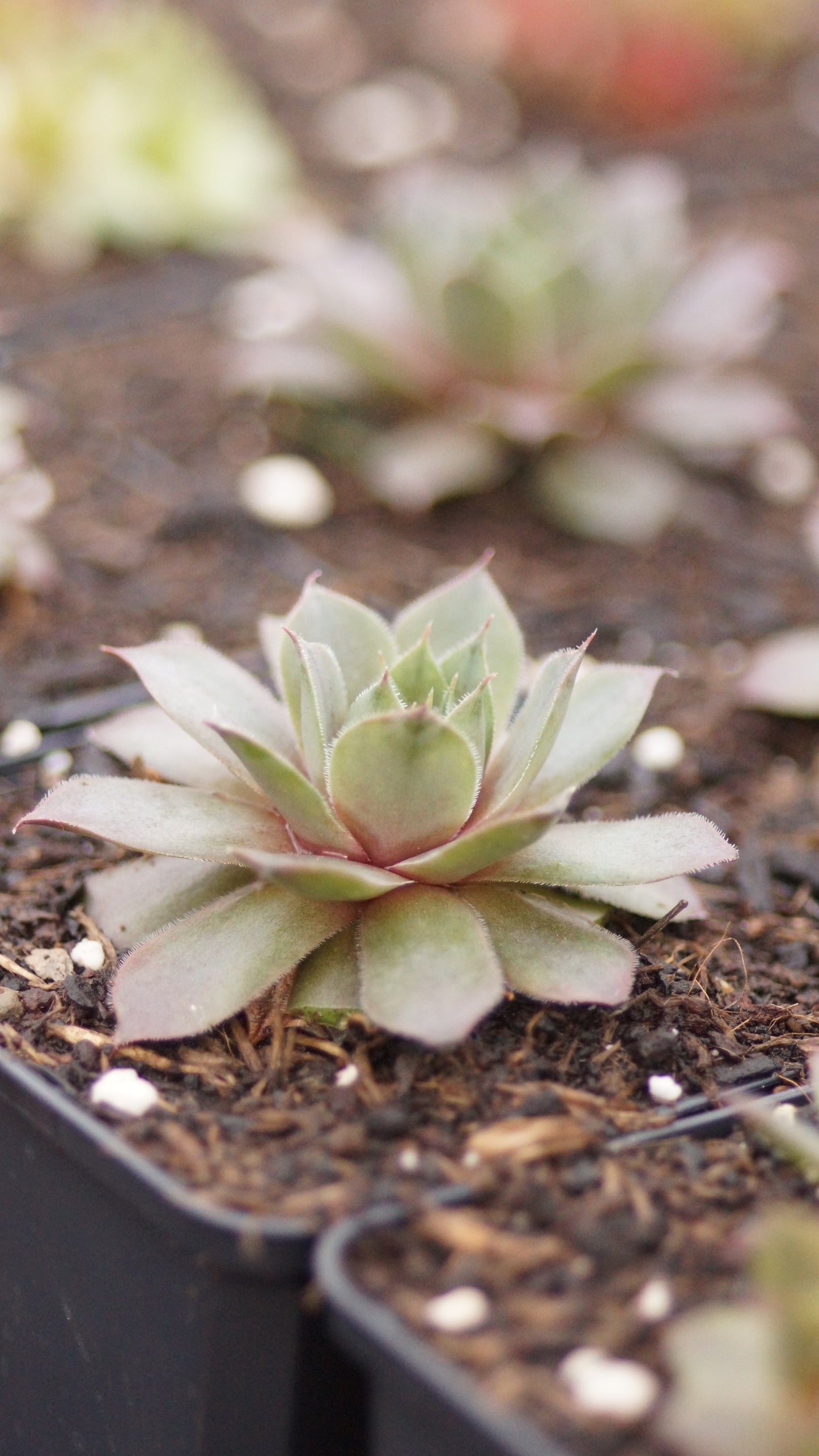 Sempervivum Hybride 'Athen' - Hauswurz