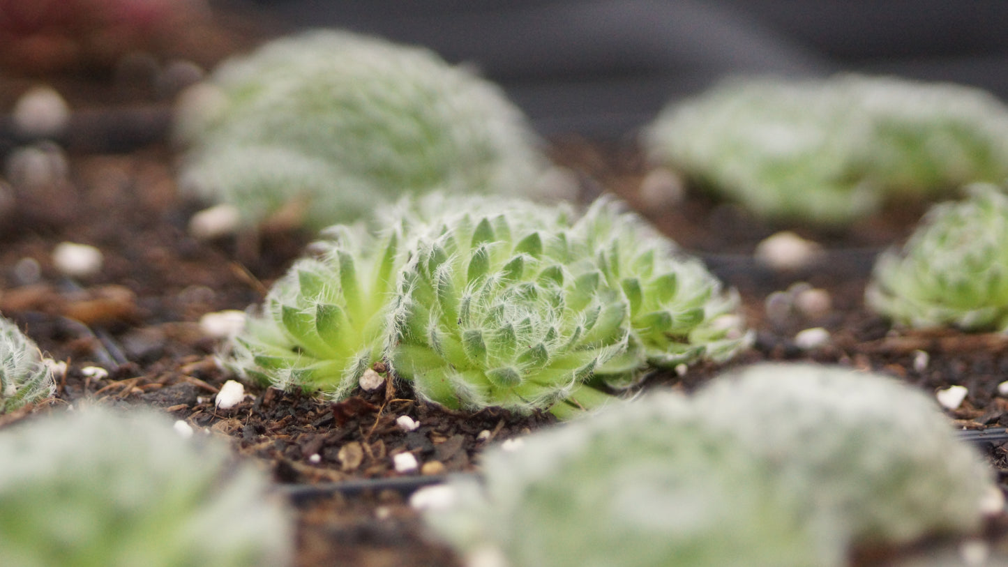 Sempervivum ciliosum var. borisii - Bewimperte Kugel-Hauswurz