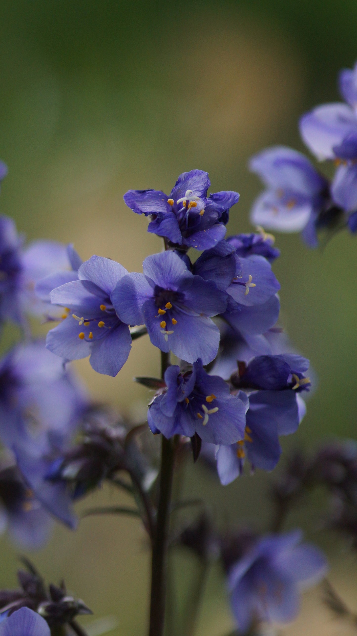 Polemonium yezoense 'Purple Rain Strain' - Purpur-Jakobsleiter