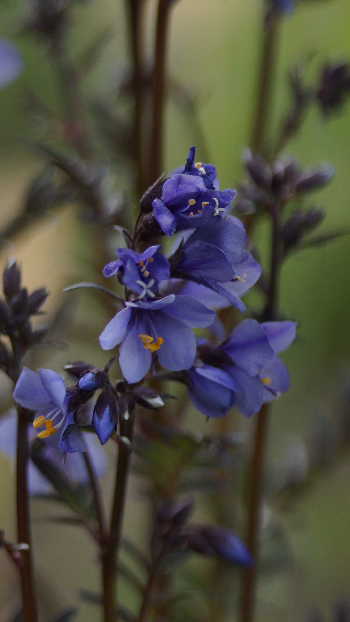 Polemonium yezoense 'Purple Rain Strain' - Purpur-Jakobsleiter
