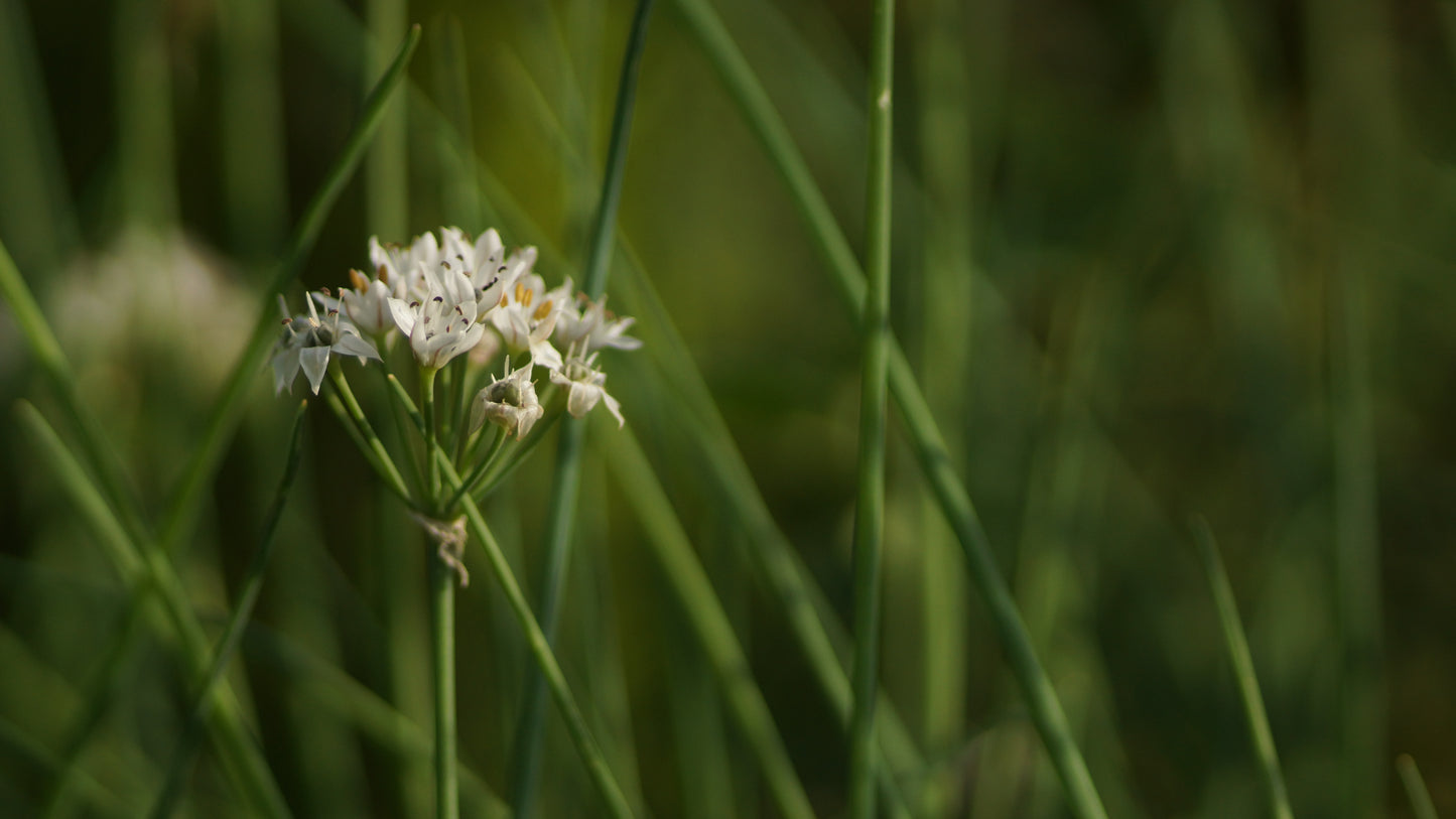 Allium tuberosum - Schnittknoblauch