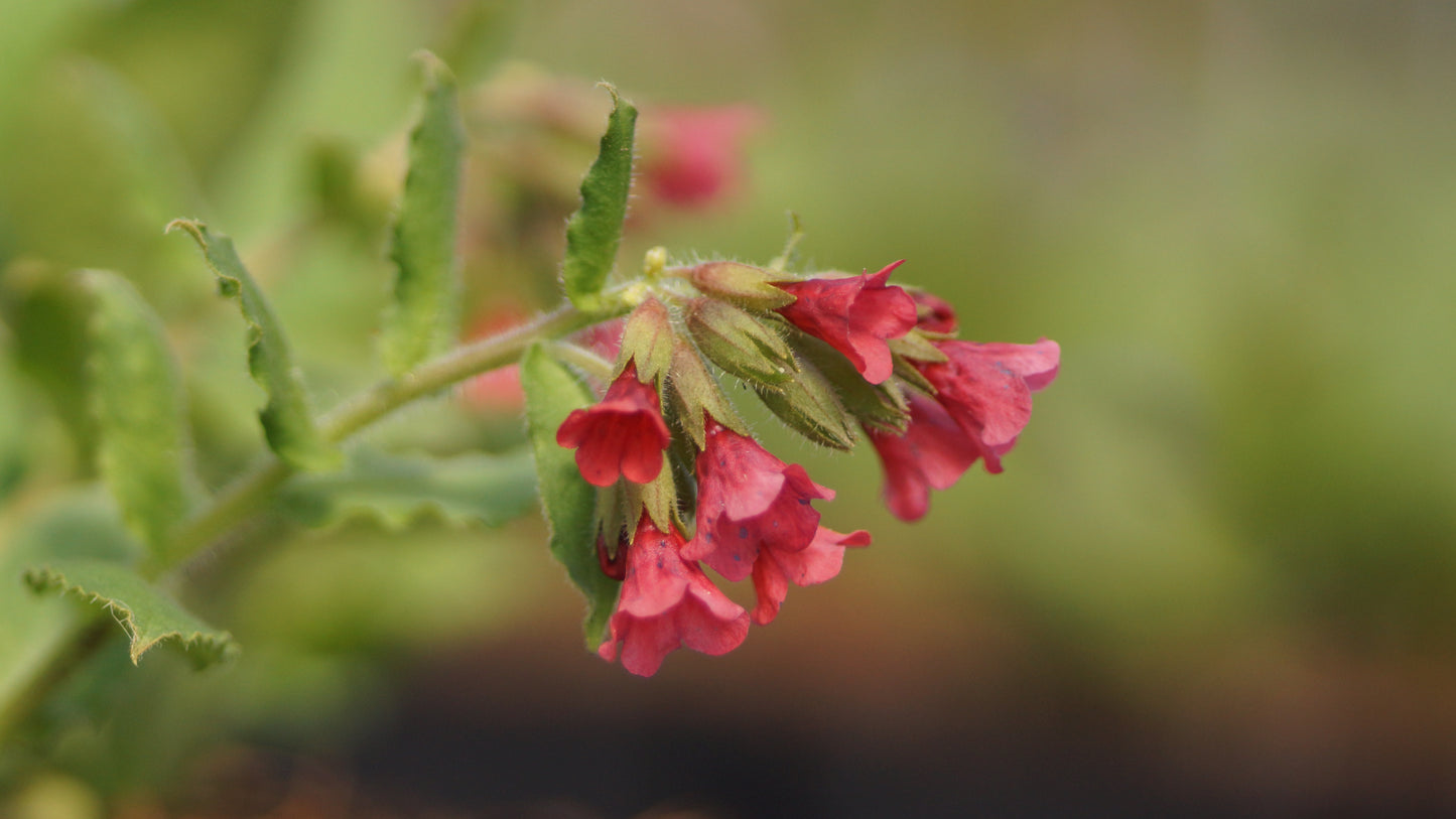 Pulmonaria rubra 'Redstart' - Rotes Lungenkraut