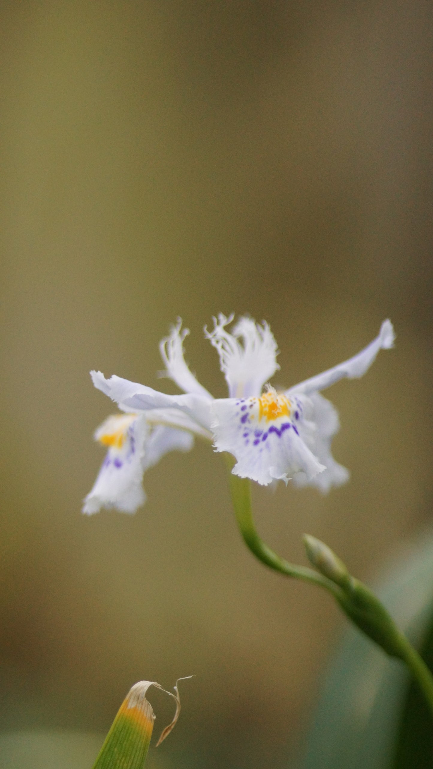 Iris japonica 'Variegata' - Japanische Schwertlilie