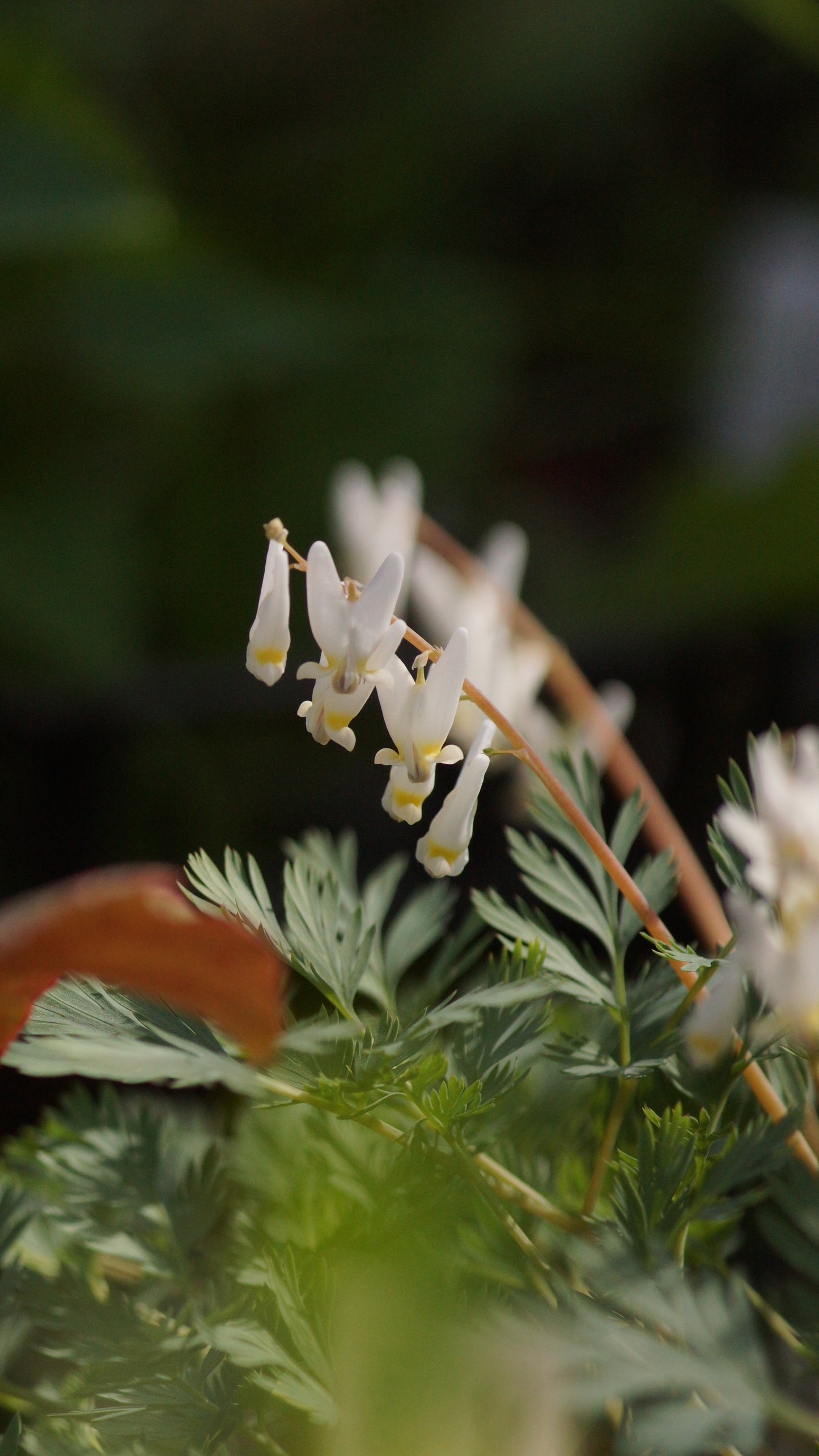 Dicentra cucullaria - Kapuzen-Herzblume