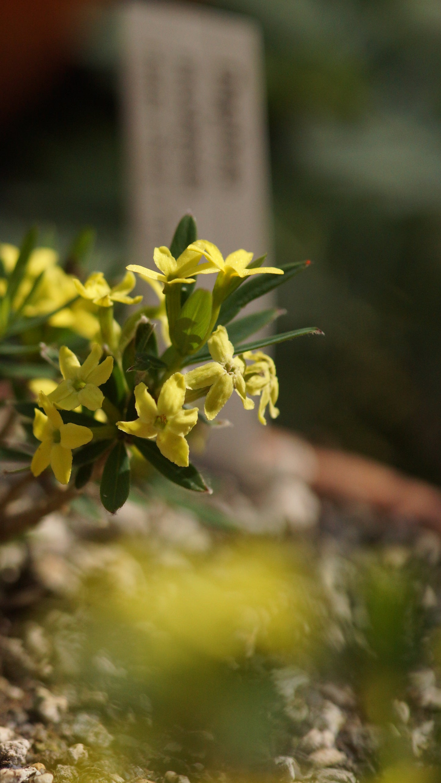 Daphne modesta - Yunnan-Felsen-Seidelbast