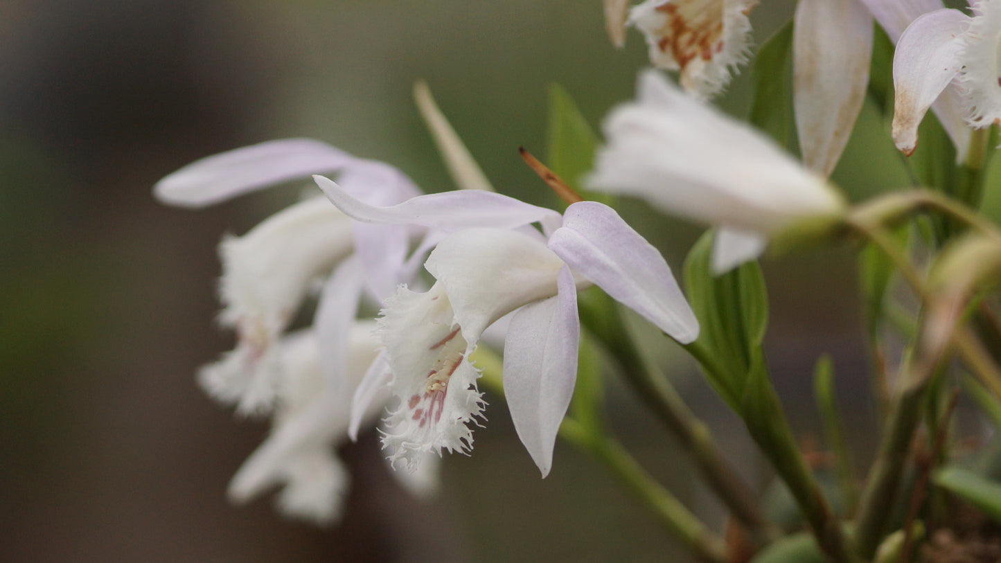 Pleione formosana 'Light' - Tibetorchidee