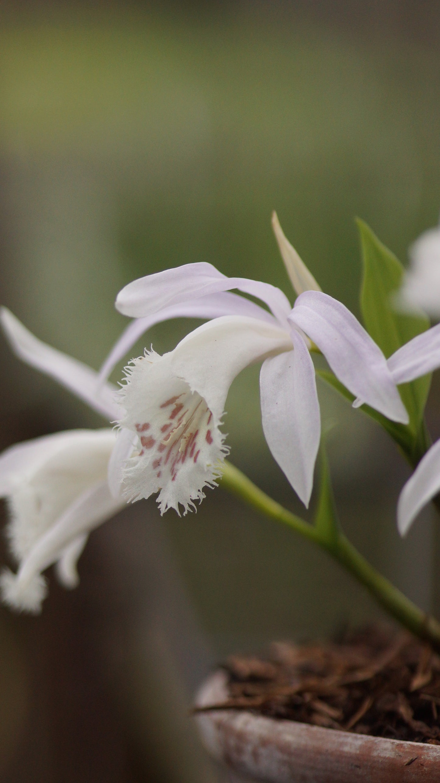 Pleione formosana 'Light' - Tibetorchidee