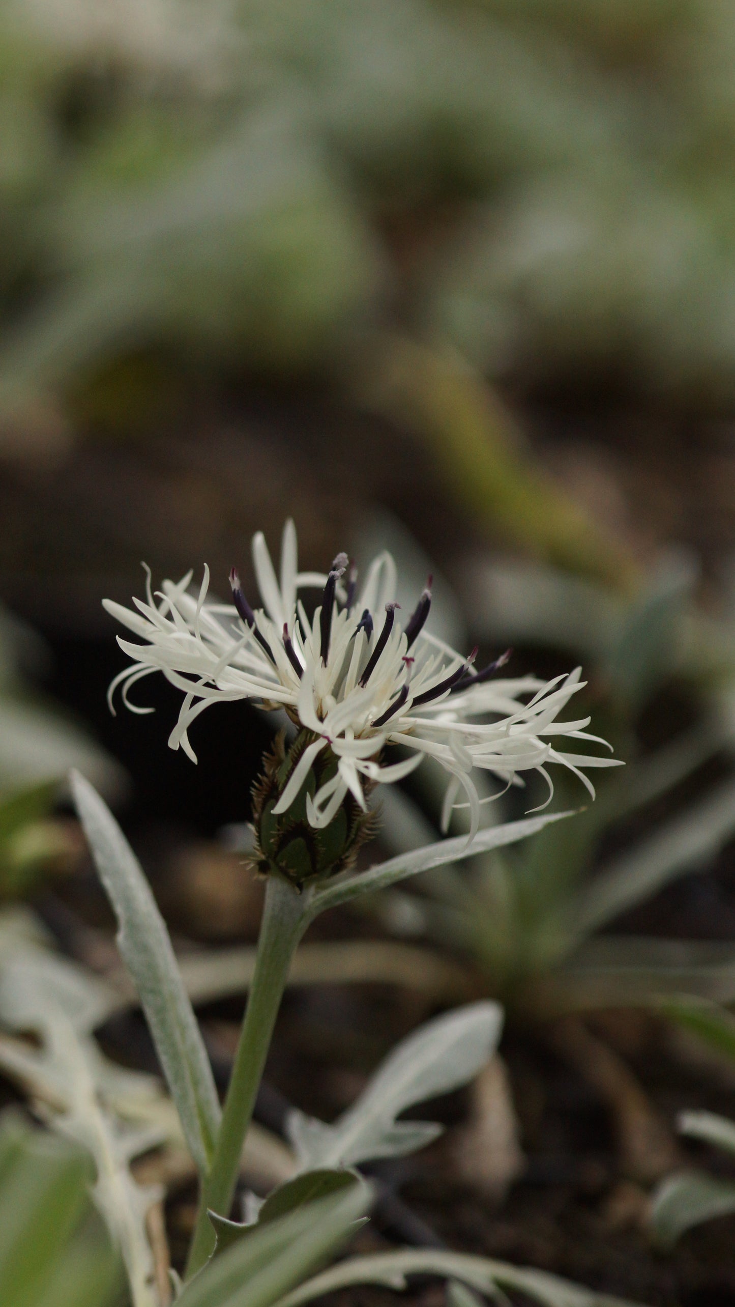 Centaurea cana - Balkan-Flockenblume