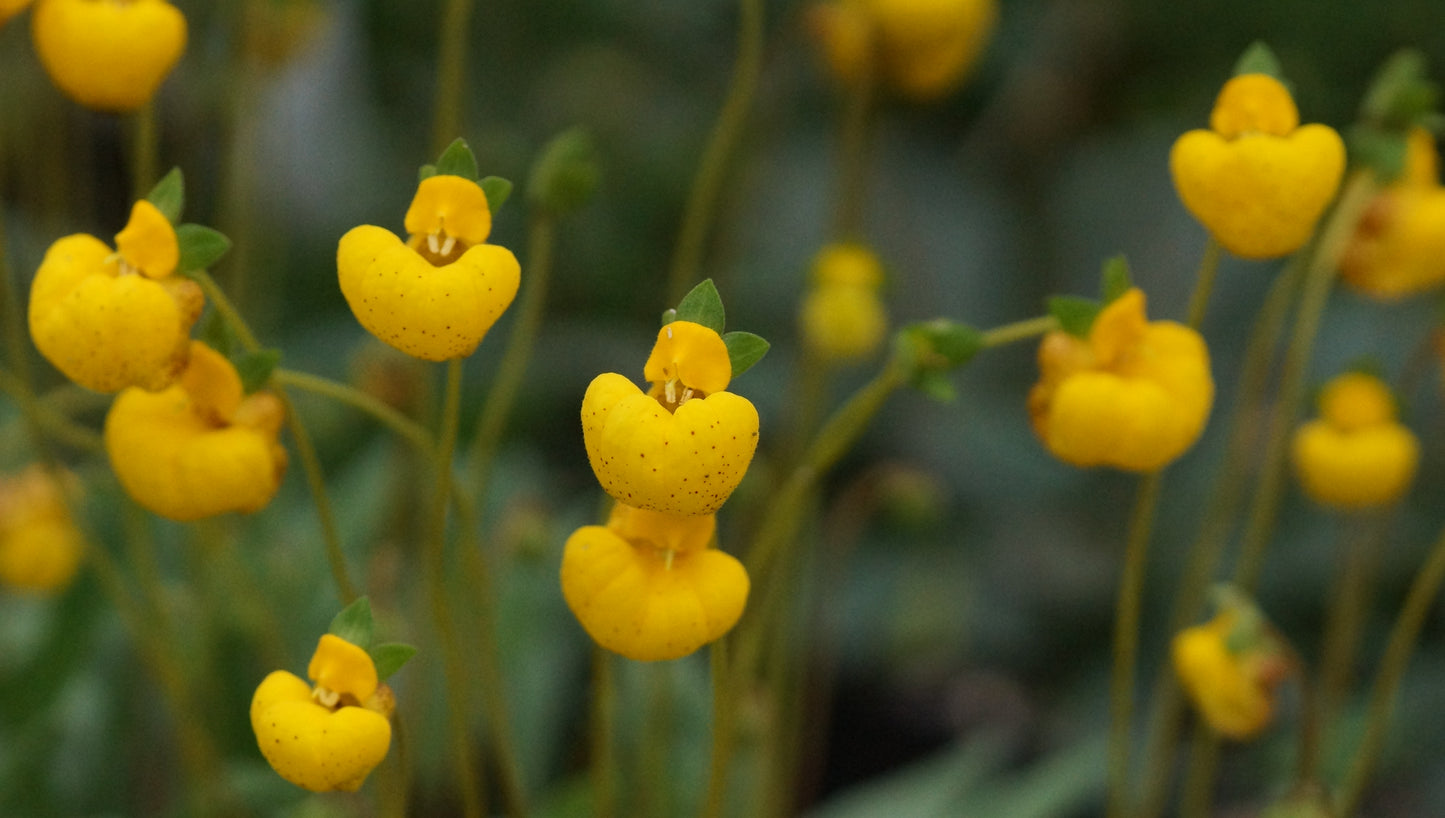 Calceolaria polyrhiza - Pantoffelblume