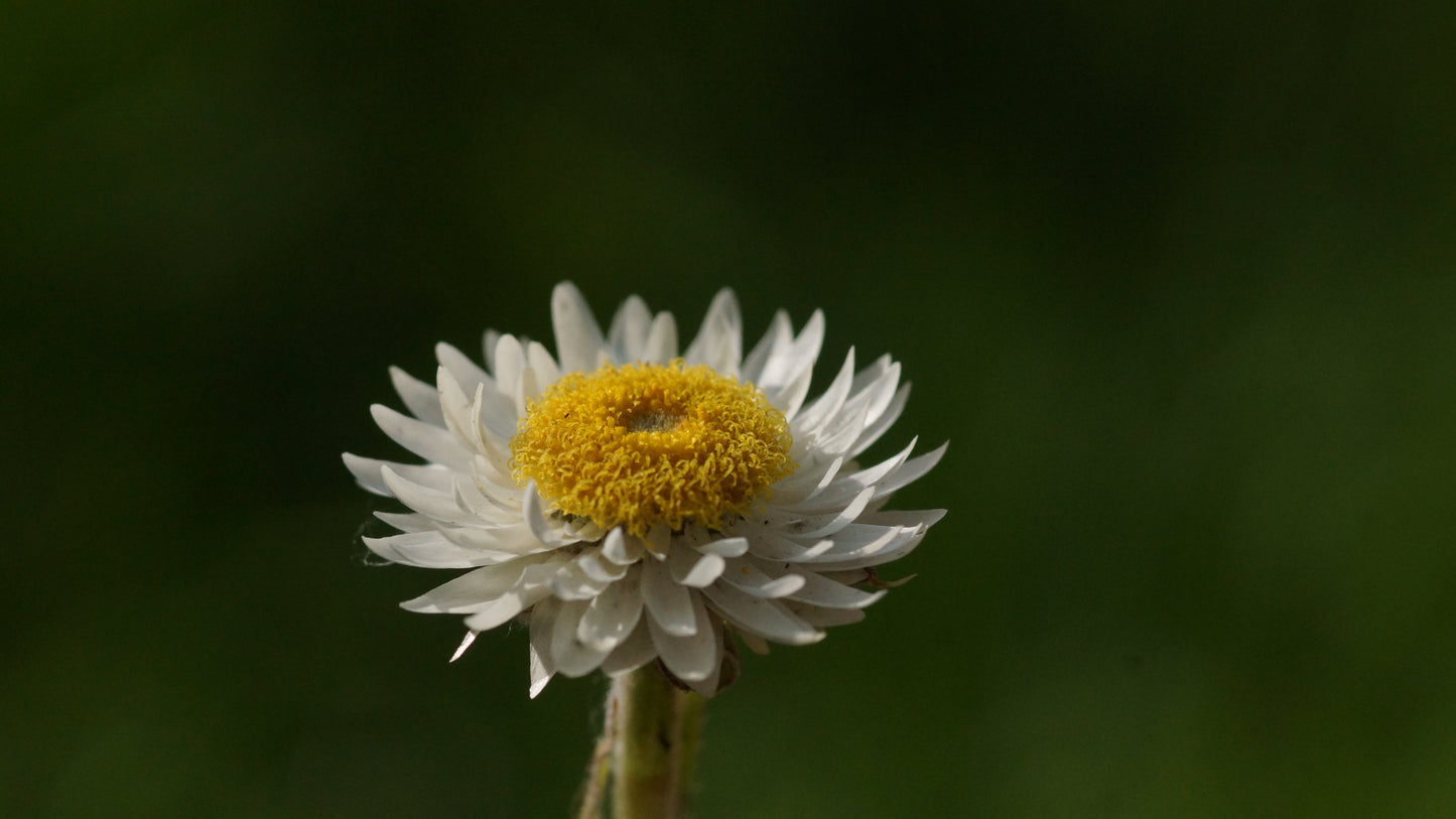 Helichrysum bellum - Strohblume