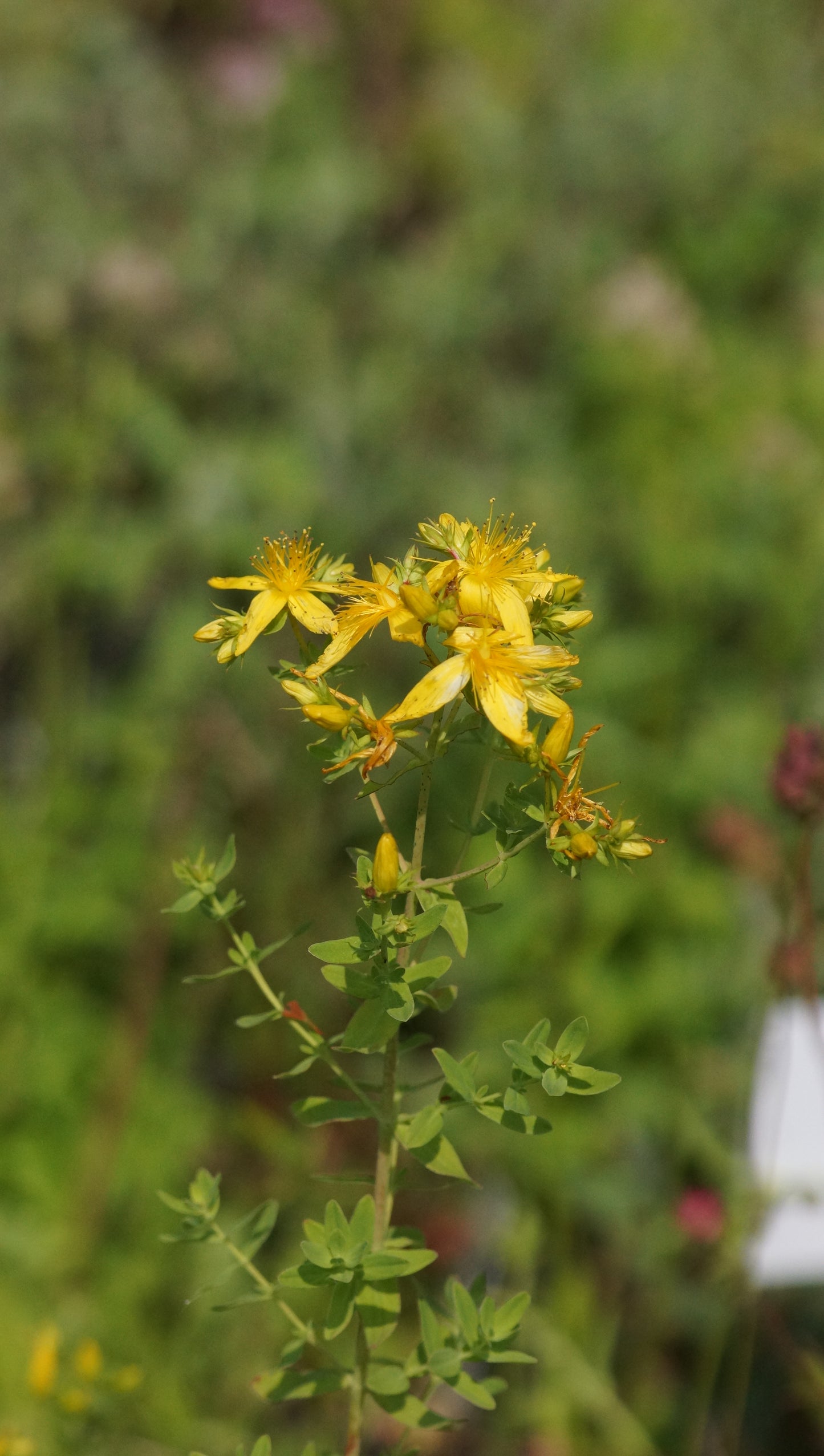 Hypericum perforatum - Echtes Johanniskraut
