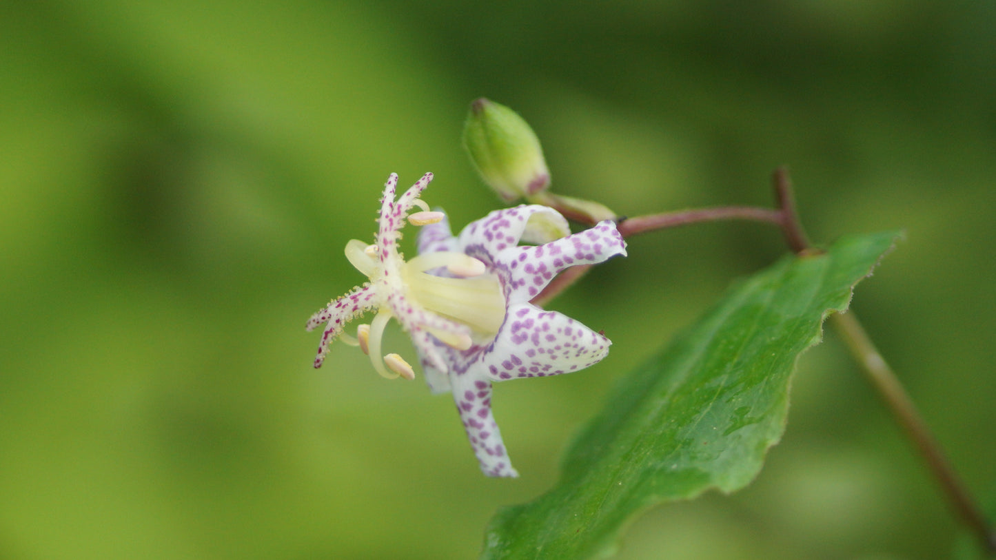 Tricyrtis affinis - Krötenlilie