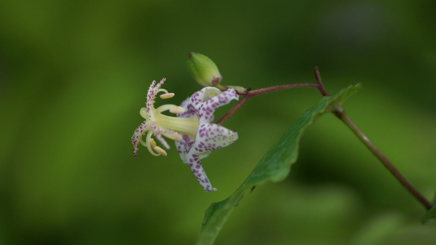 Tricyrtis affinis - Krötenlilie