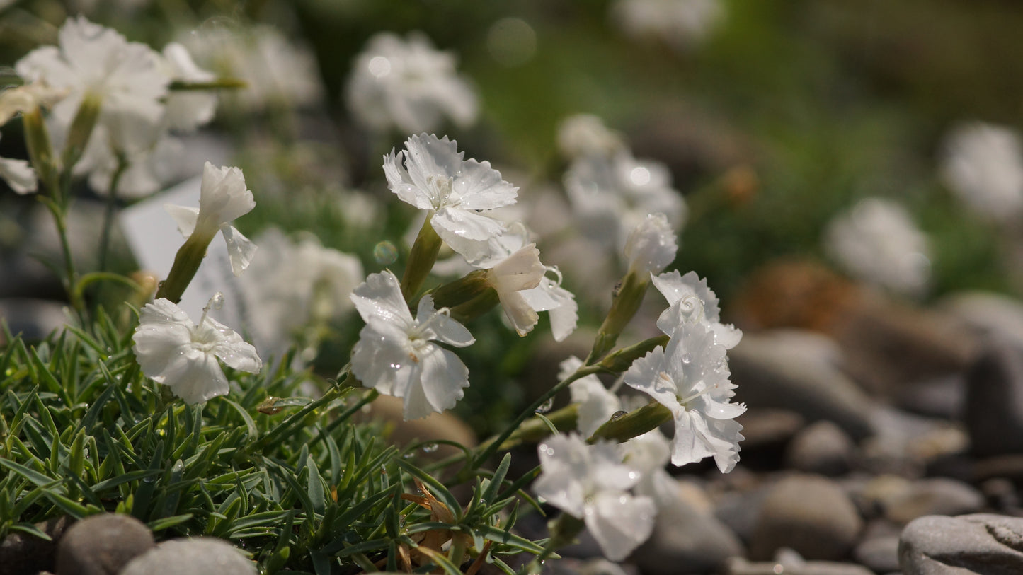 Dianthus gratianopolitanus 'La Bourboule Blanche' - Pfingst-Nelke