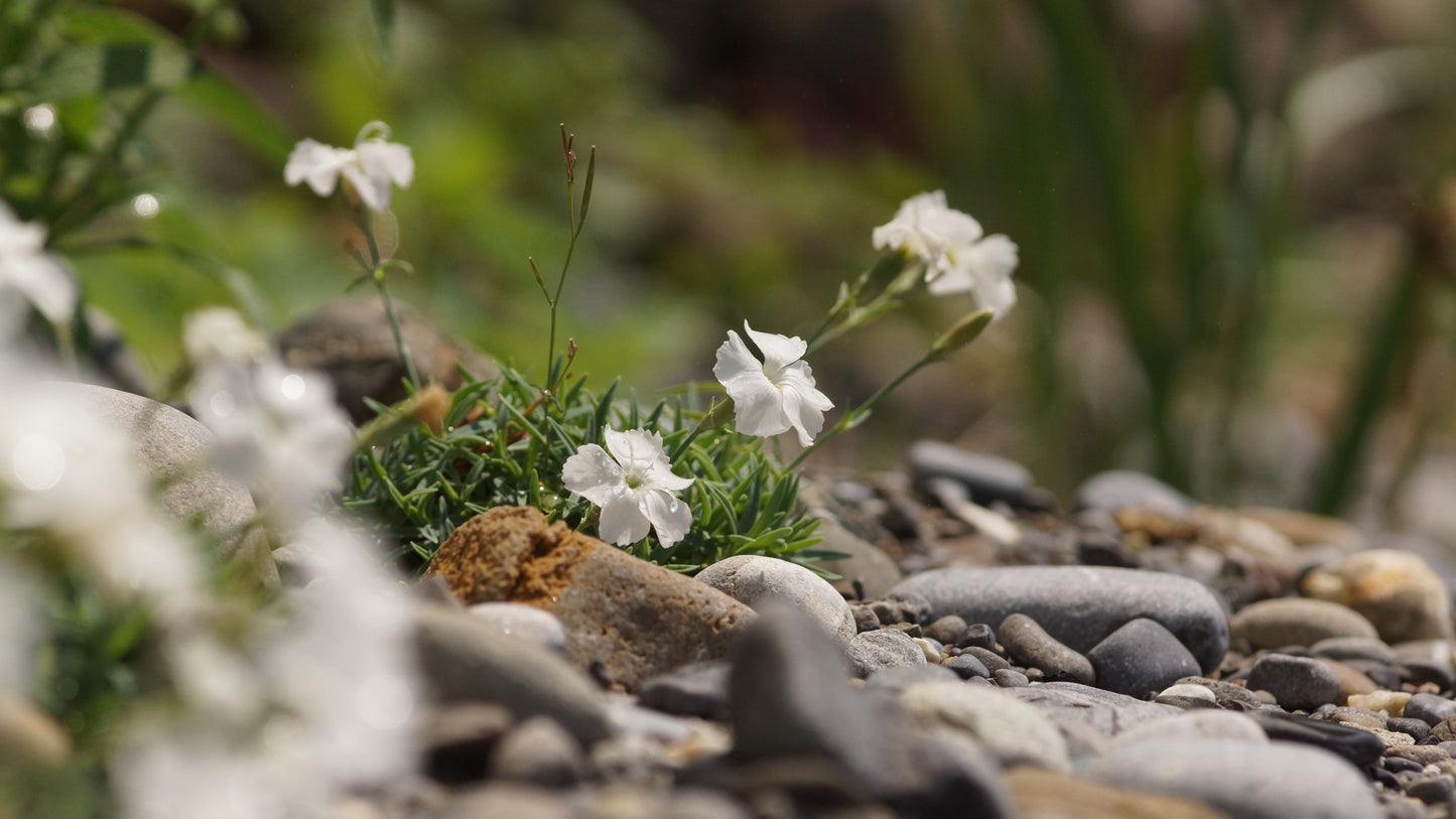 Dianthus gratianopolitanus 'La Bourboule Blanche' - Pfingst-Nelke