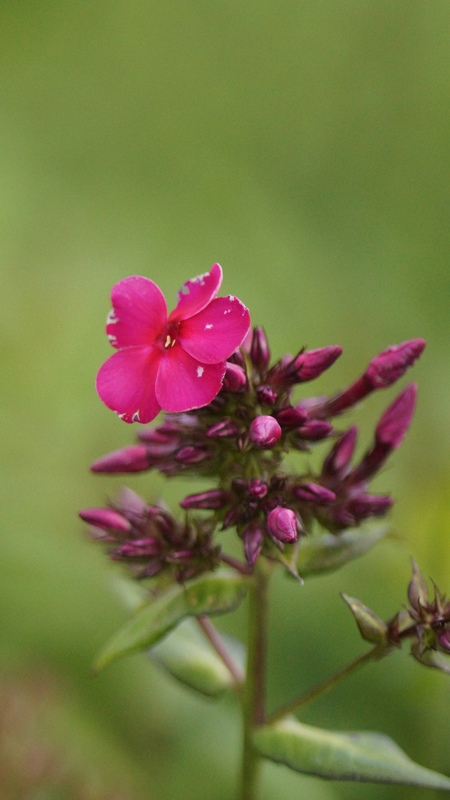 Phlox paniculata 'Kirchenfürst' - Hoher Stauden-Phlox