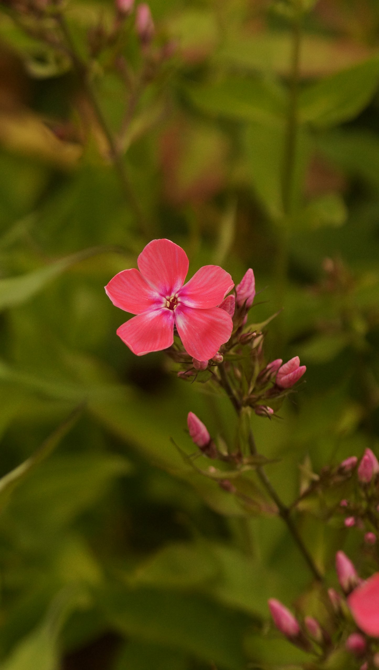 Phlox paniculata 'Eva Foerster' - Hoher Stauden-Phlox
