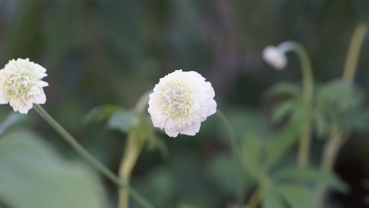 Anemone sylvestris 'Elise Fellmann' - Gefülltes Windröschen