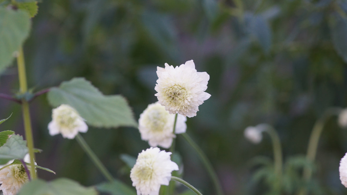 Anemone sylvestris 'Elise Fellmann' - Gefülltes Windröschen