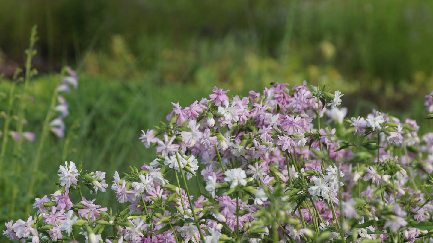 Saponaria officinalis 'Rosea Plena' - Gefülltes Seifenkraut