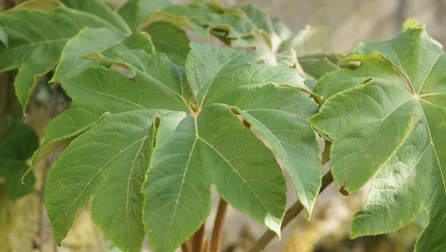 Tetrapanax papyrifer 'Rex' - Reispapierbaum