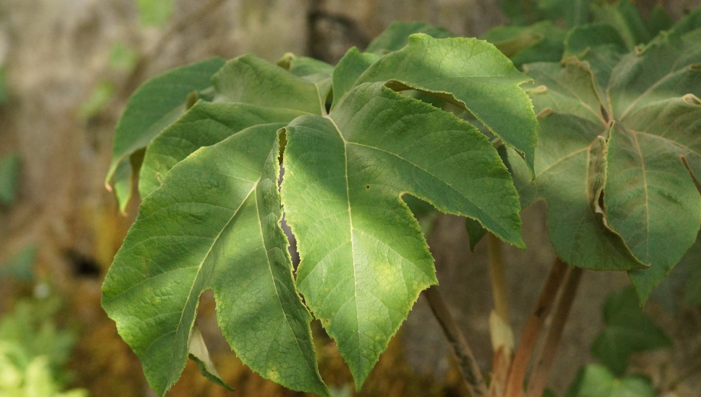 Tetrapanax papyrifer 'Rex' - Reispapierbaum