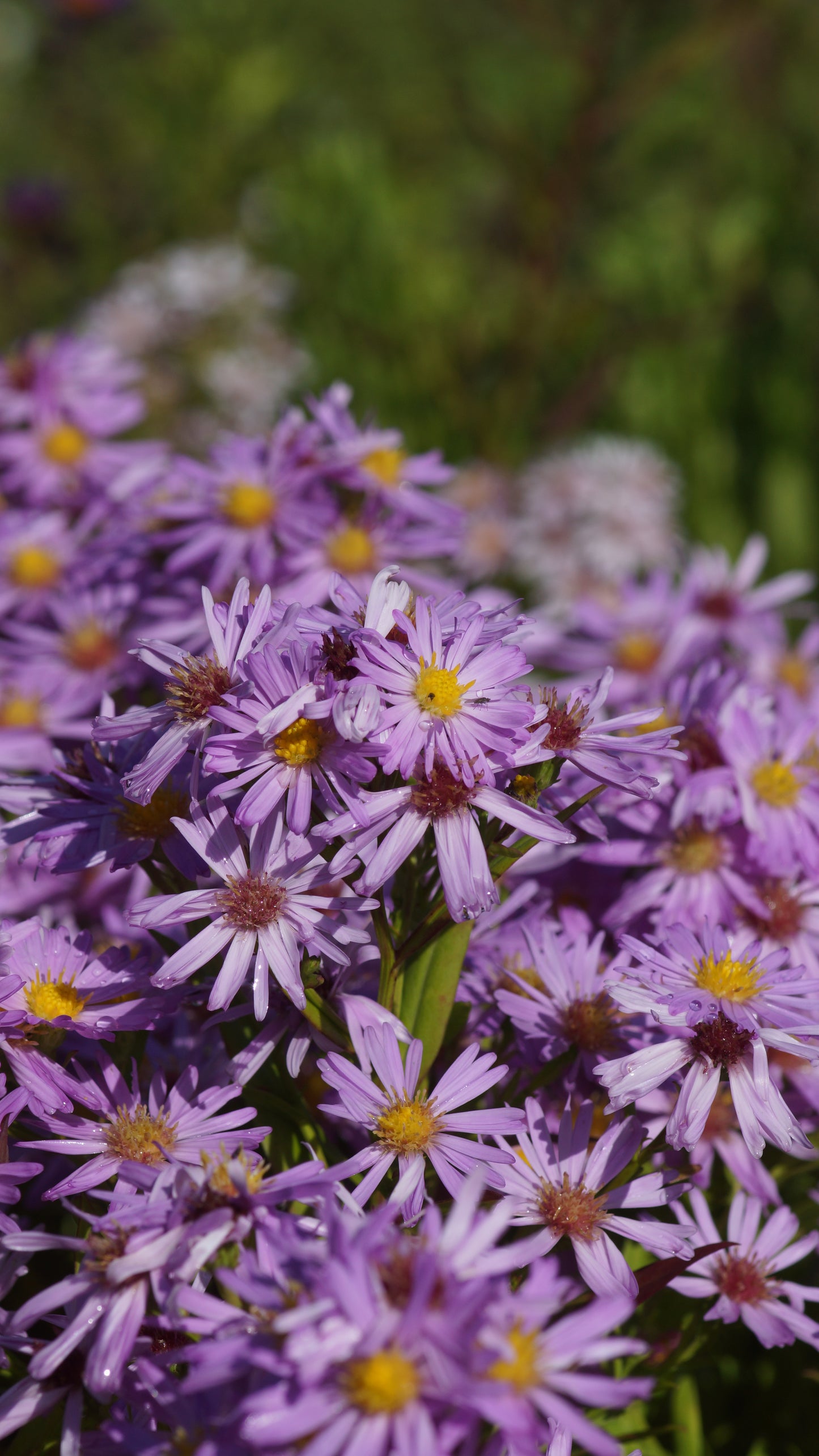 Aster dumosus 'Herbstgruss von Bresserhof' - Kissen-Aster