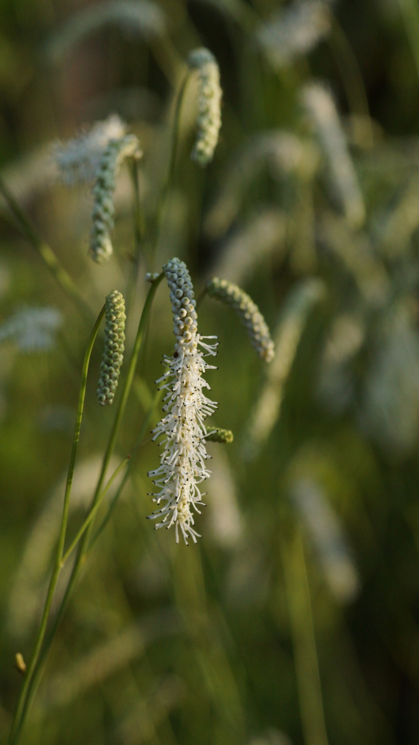Sanguisorba tenuifolia 'All Time High' - Hoher Wiesenknopf