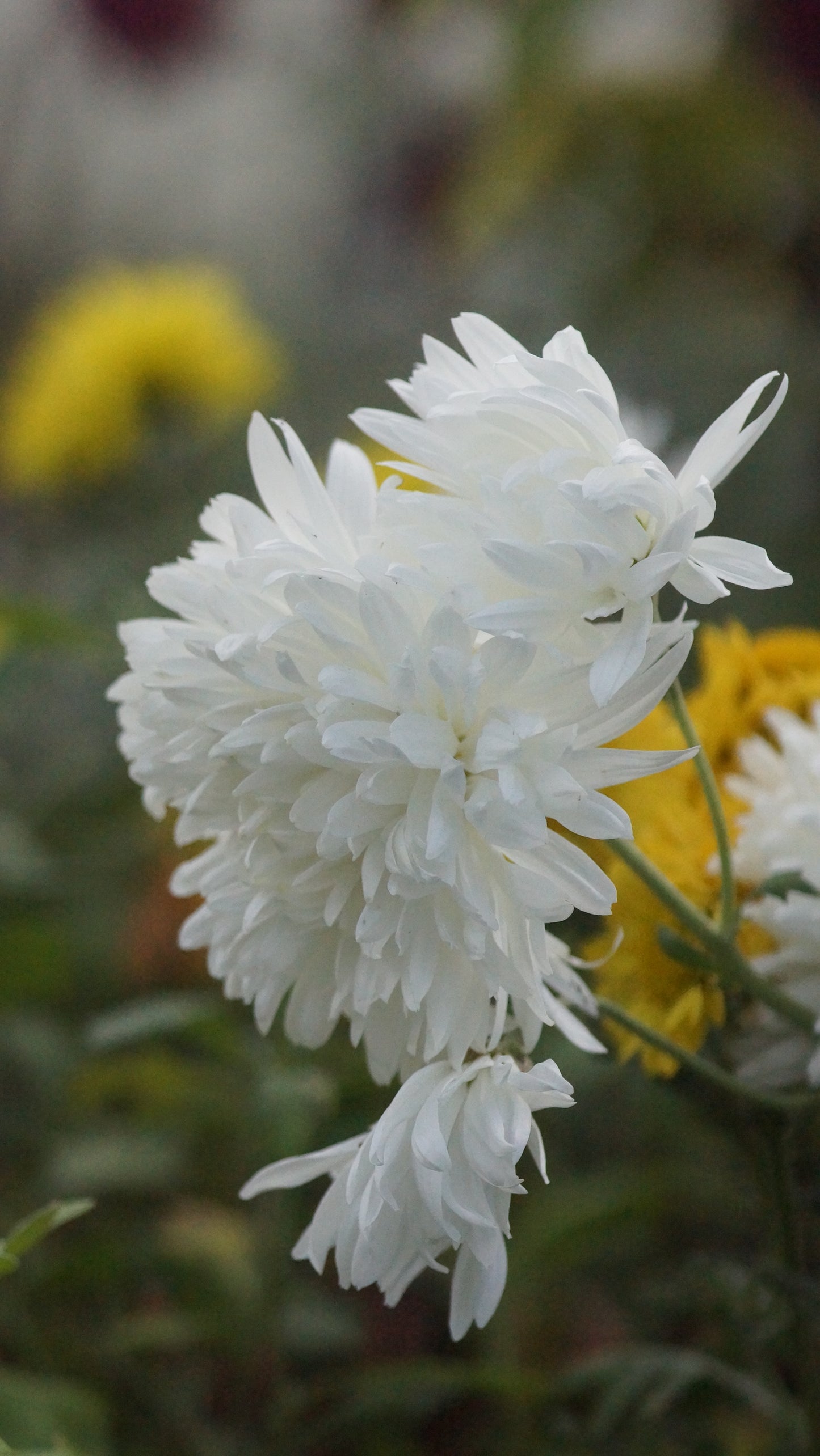 Chrysanthemum Indicum-Hybrie 'Sassalb' - Herbst-Chrysantheme