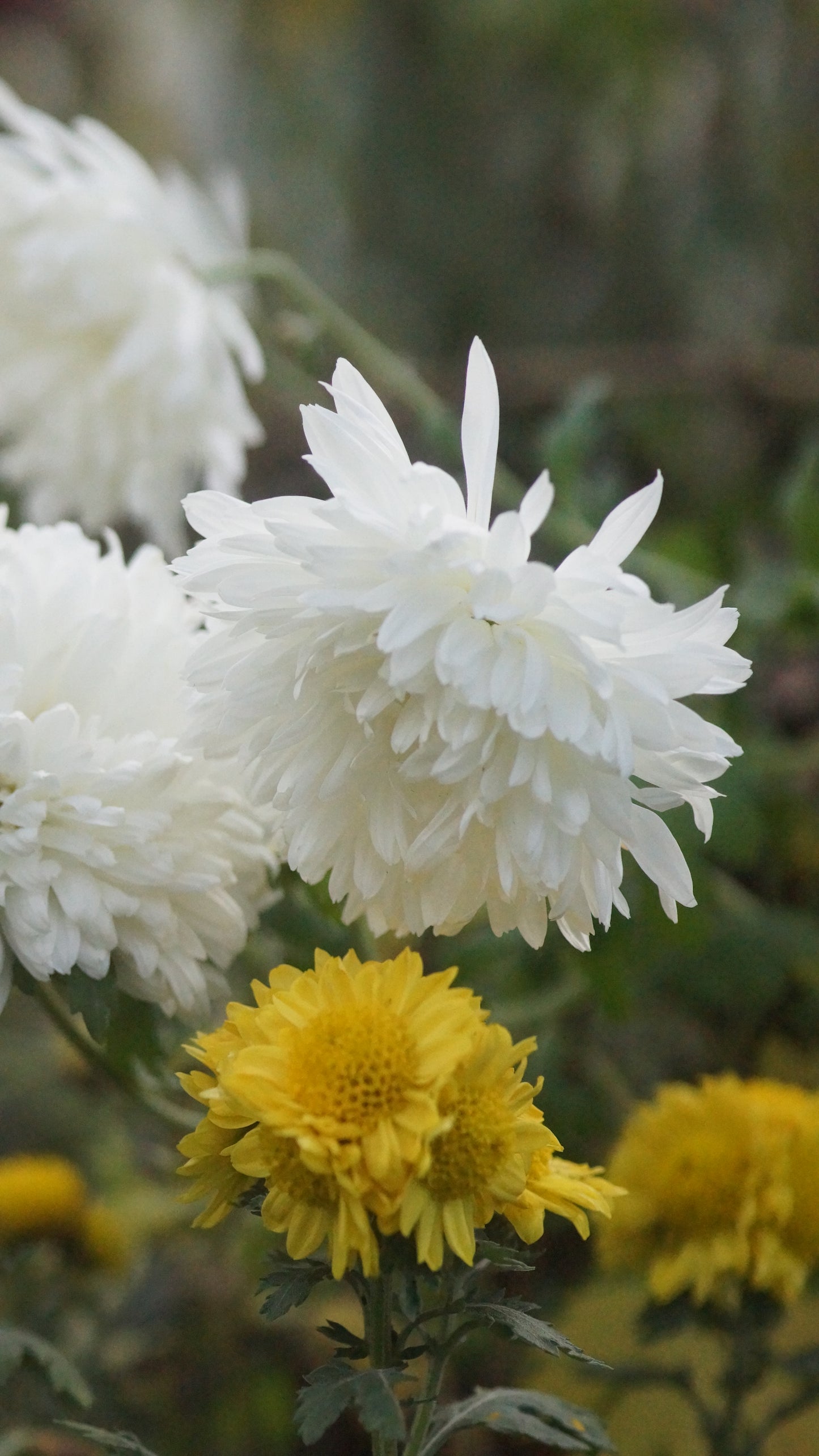 Chrysanthemum Indicum-Hybrie 'Sassalb' - Herbst-Chrysantheme