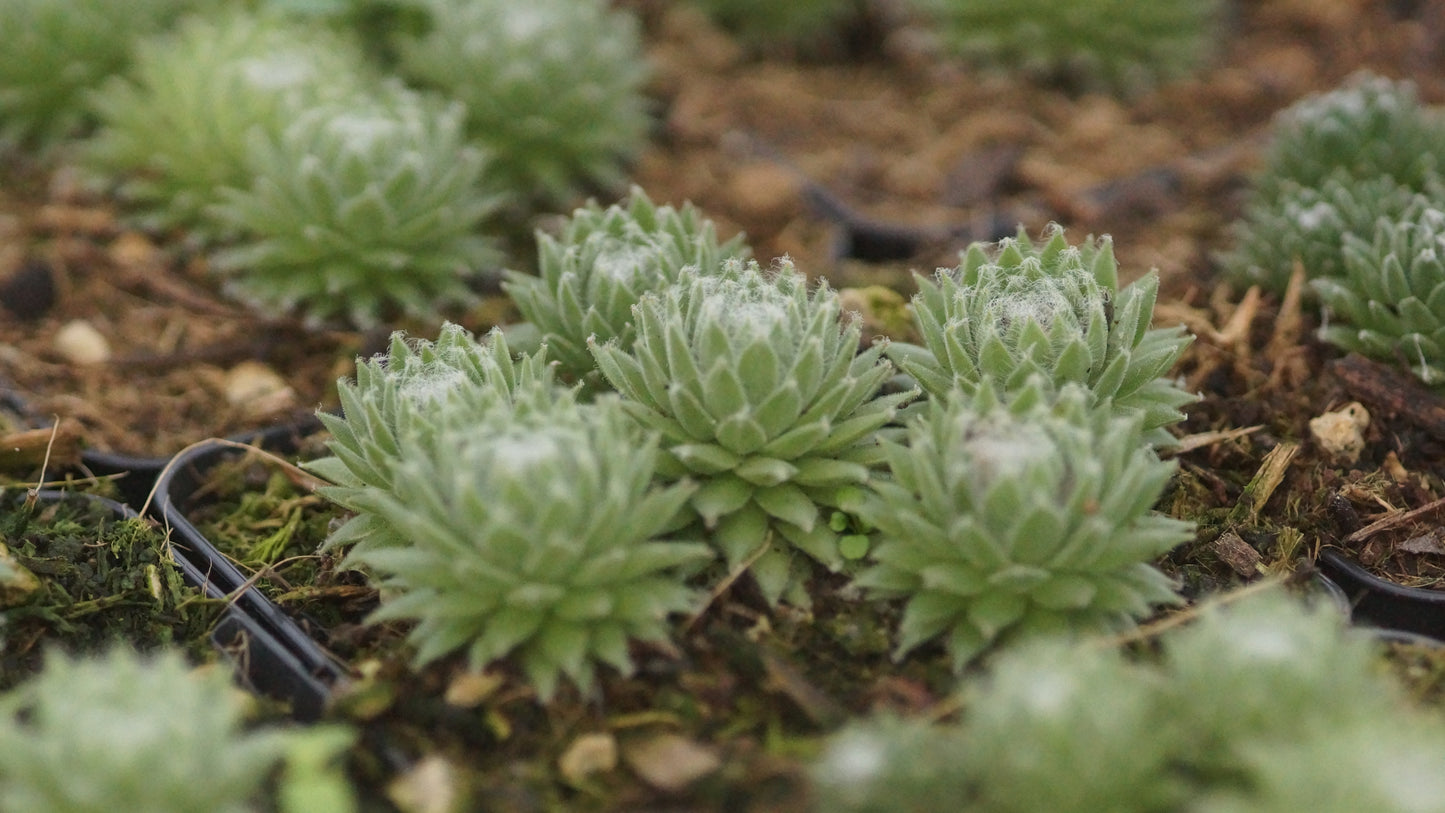 Sempervivum Arachnoideum-Hybride 'Sprite' - Spinnweben-Hauswurz