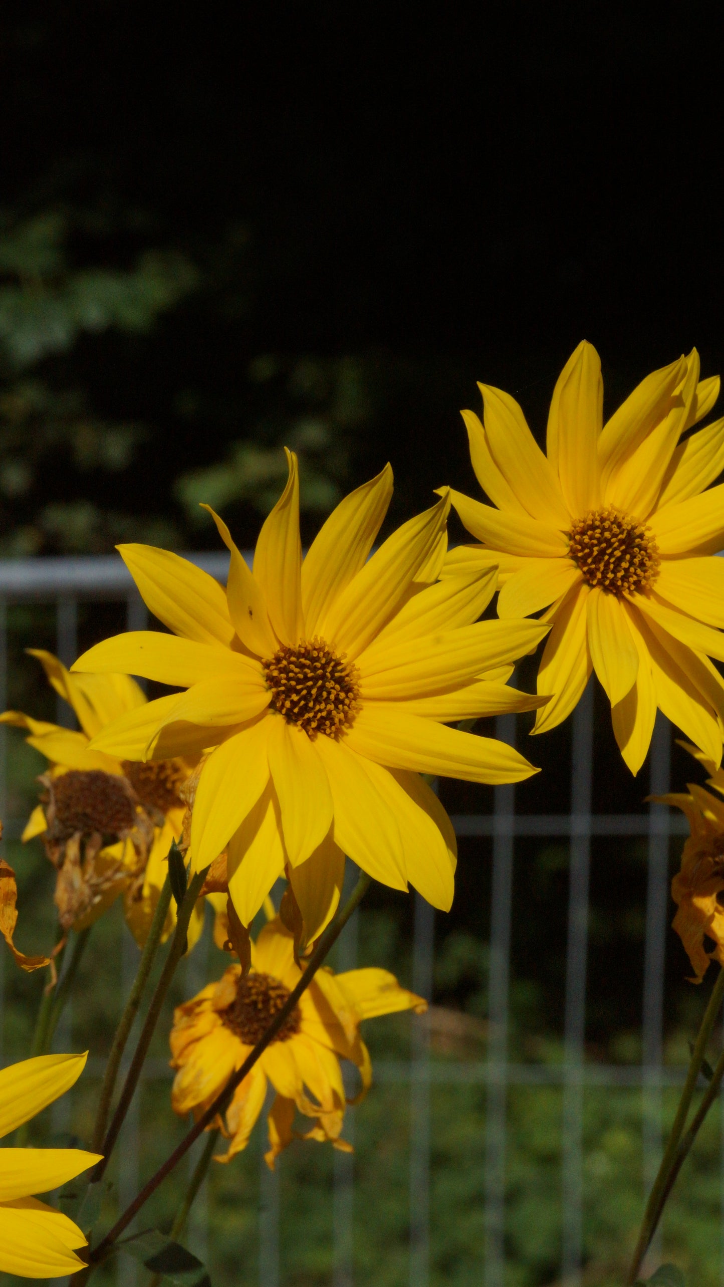 Helianthus atrorubens 'Monarch' - Stauden-Sonnenblume