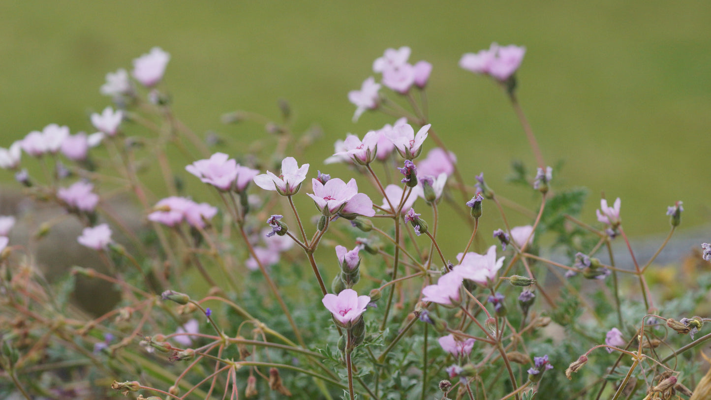Erodium gissardii - Reiherschnabel