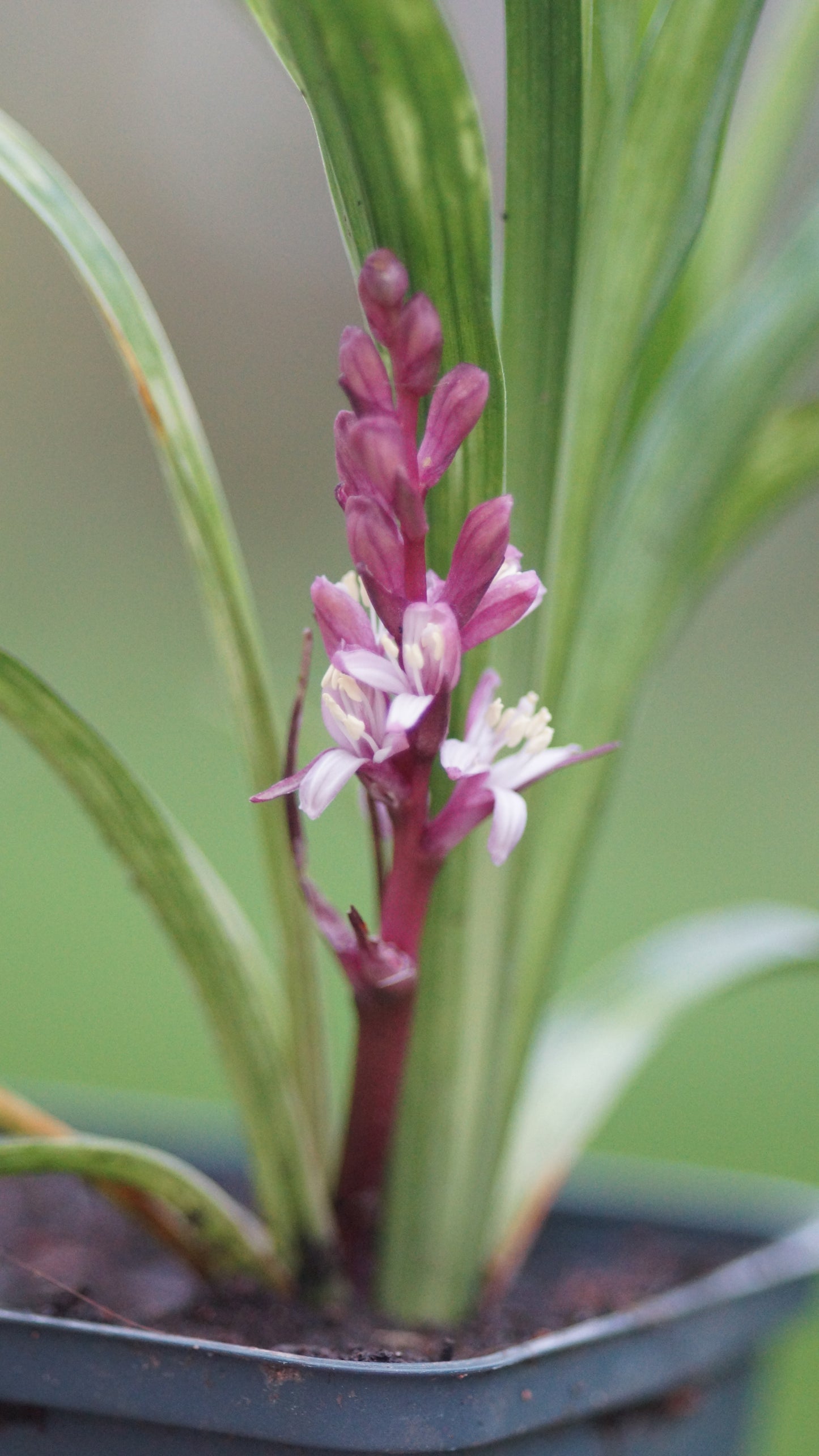 Reineckea carnea - Reineckea carnea
