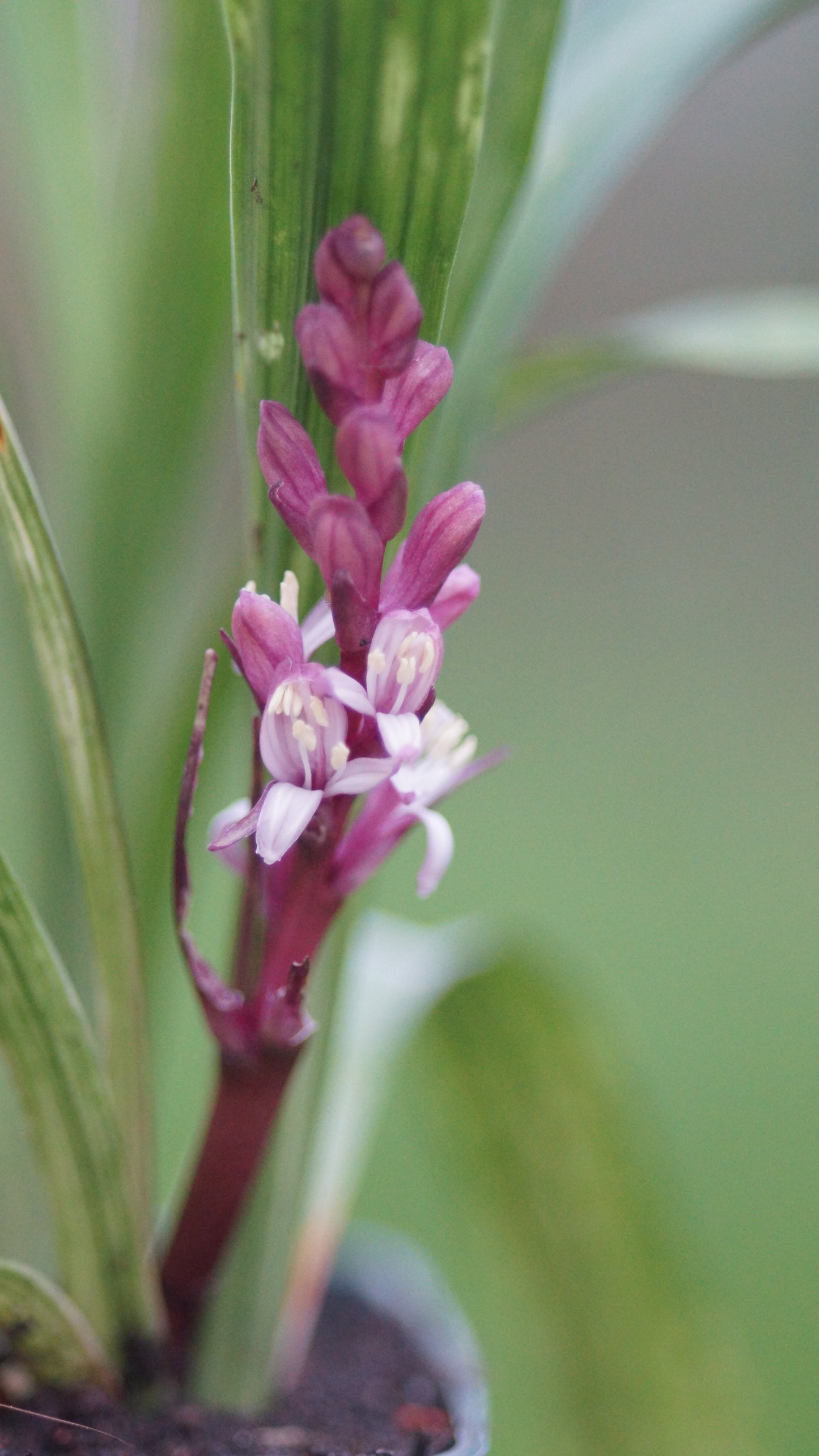 Reineckea carnea - Reineckea carnea