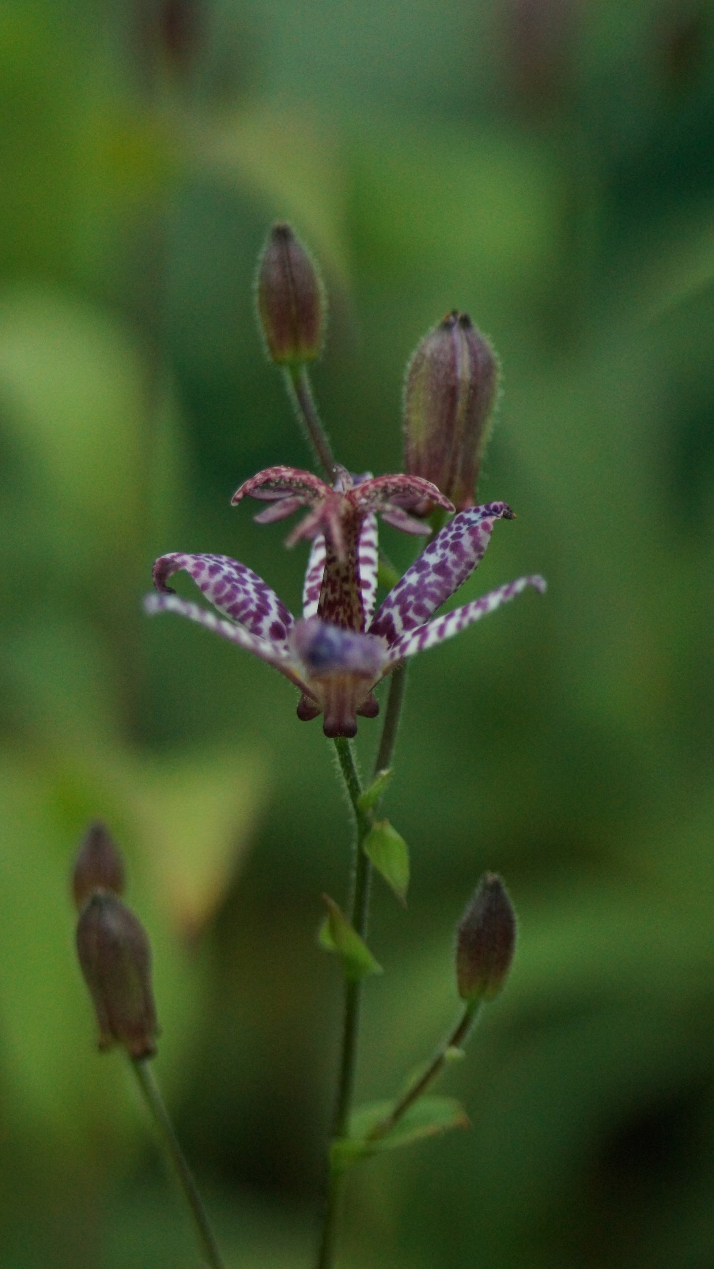 Tricyrtis hirta 'Blue Wonder' - Borstige Krötenlilie