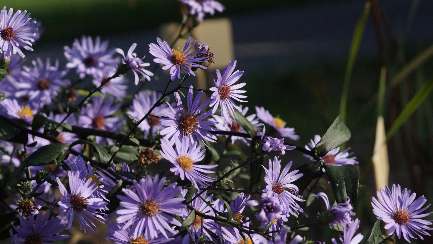 Aster laevis 'Calliope' - Glatte Aster