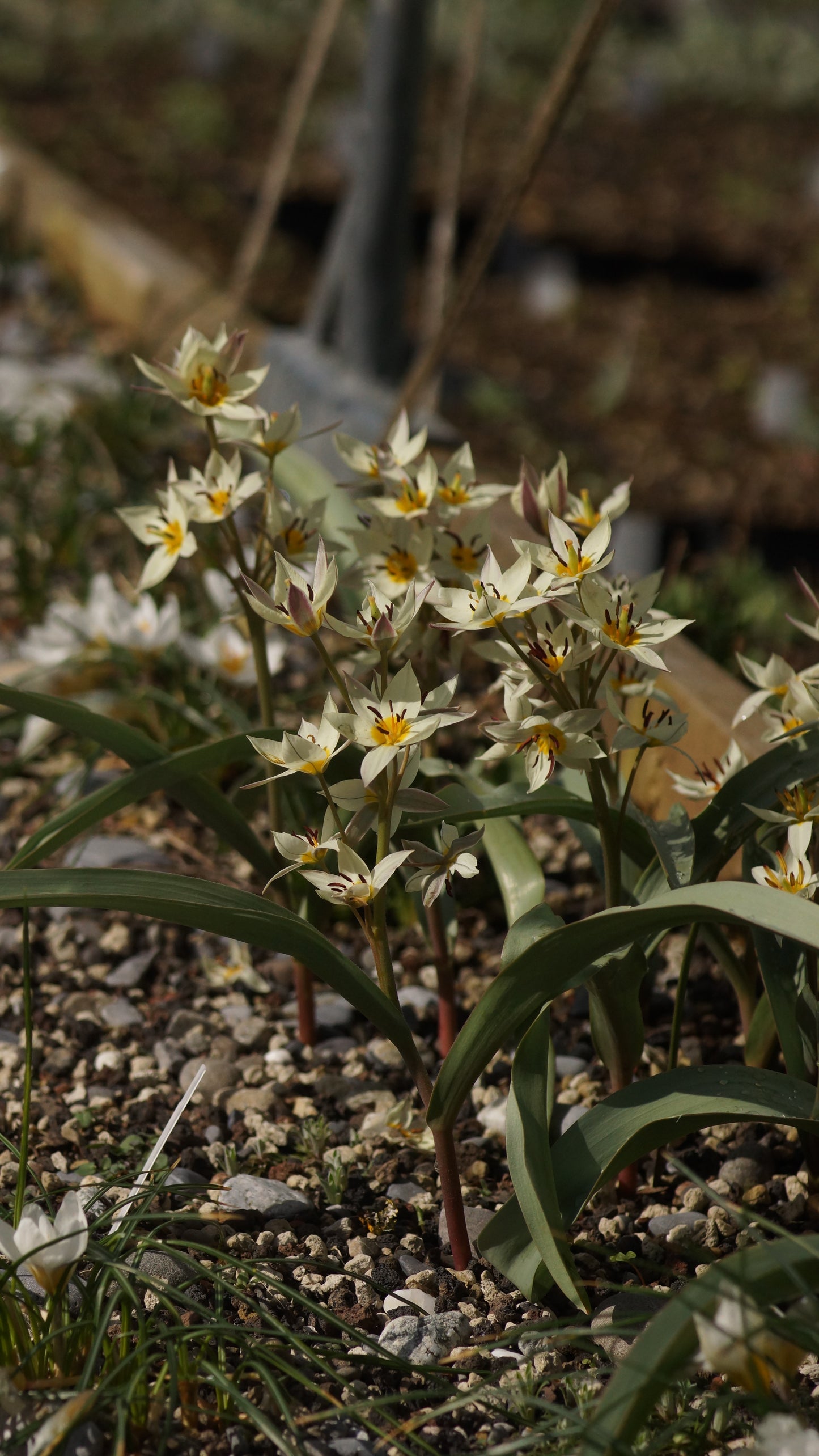Tulipa turkestanica - Turkestanisches Tulpe