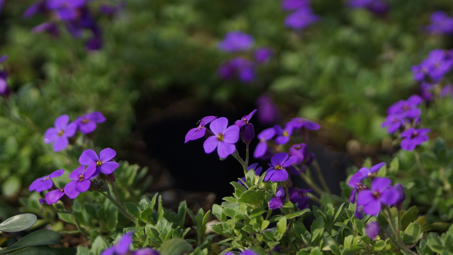 Aubrieta Hybride 'Hamburger Stadtpark' - Blaukissen