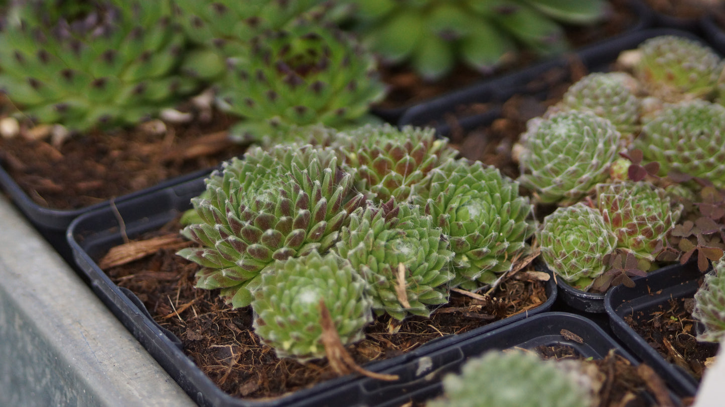 Sempervivum Arachnoideum-Hybride 'Rigi' - Spinnweben-Hauswurz