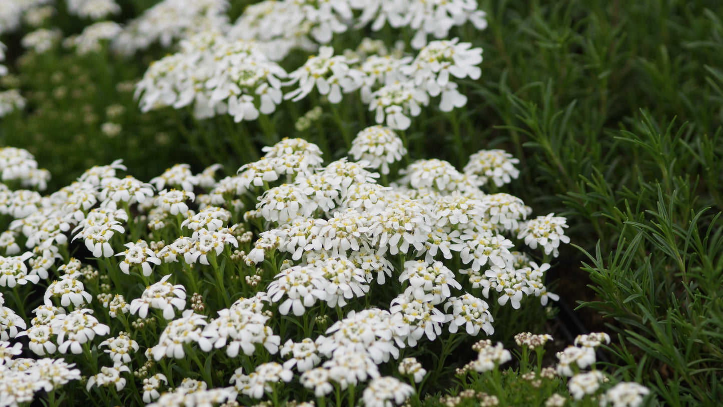 Iberis saxatilis var. corifolia 'Pygmaea' - Zwergige Felsen-Schleifenblume