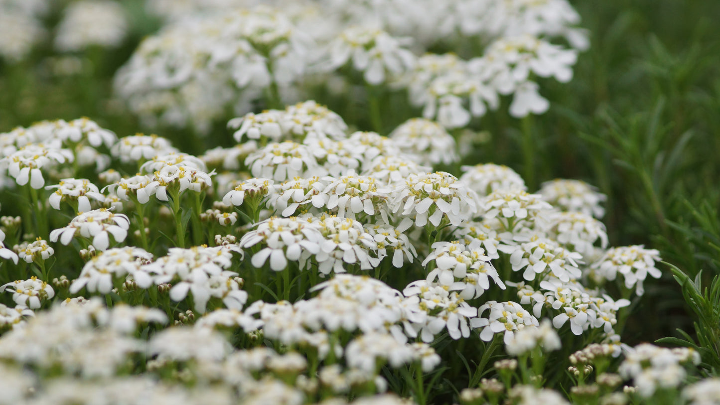 Iberis saxatilis var. corifolia 'Pygmaea' - Zwergige Felsen-Schleifenblume