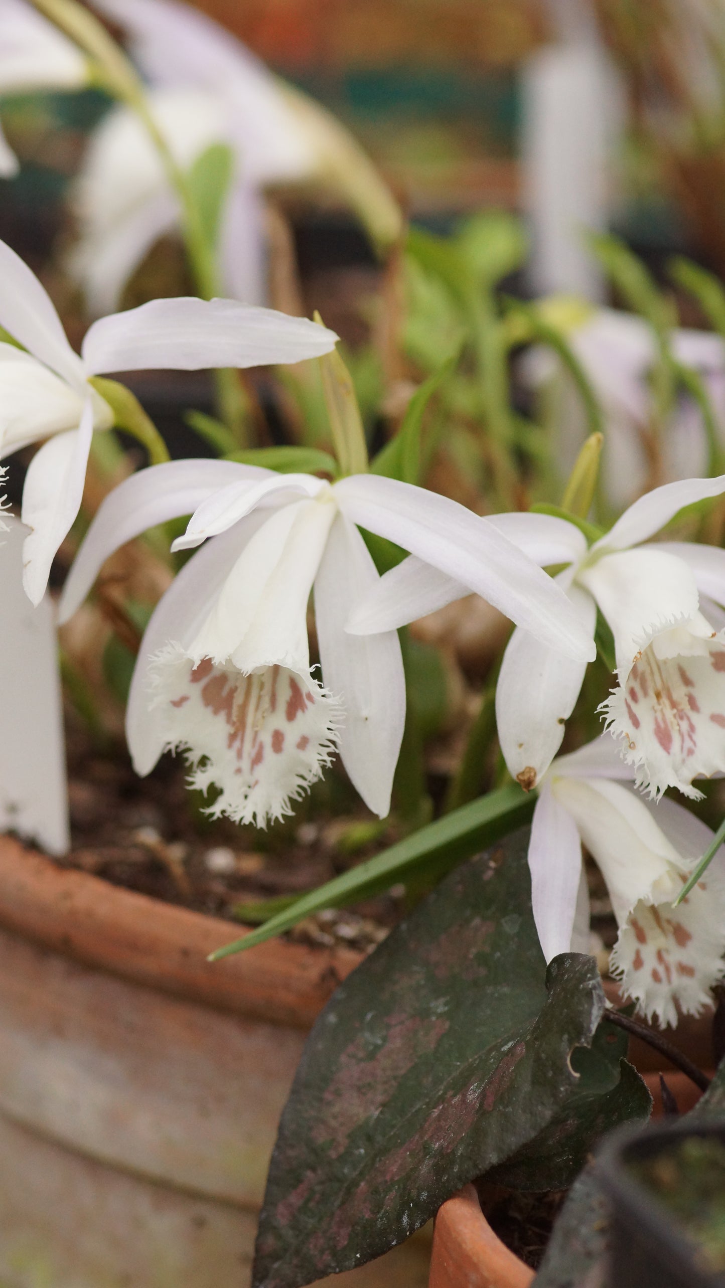 Pleione formosana 'Light' - Tibetorchidee