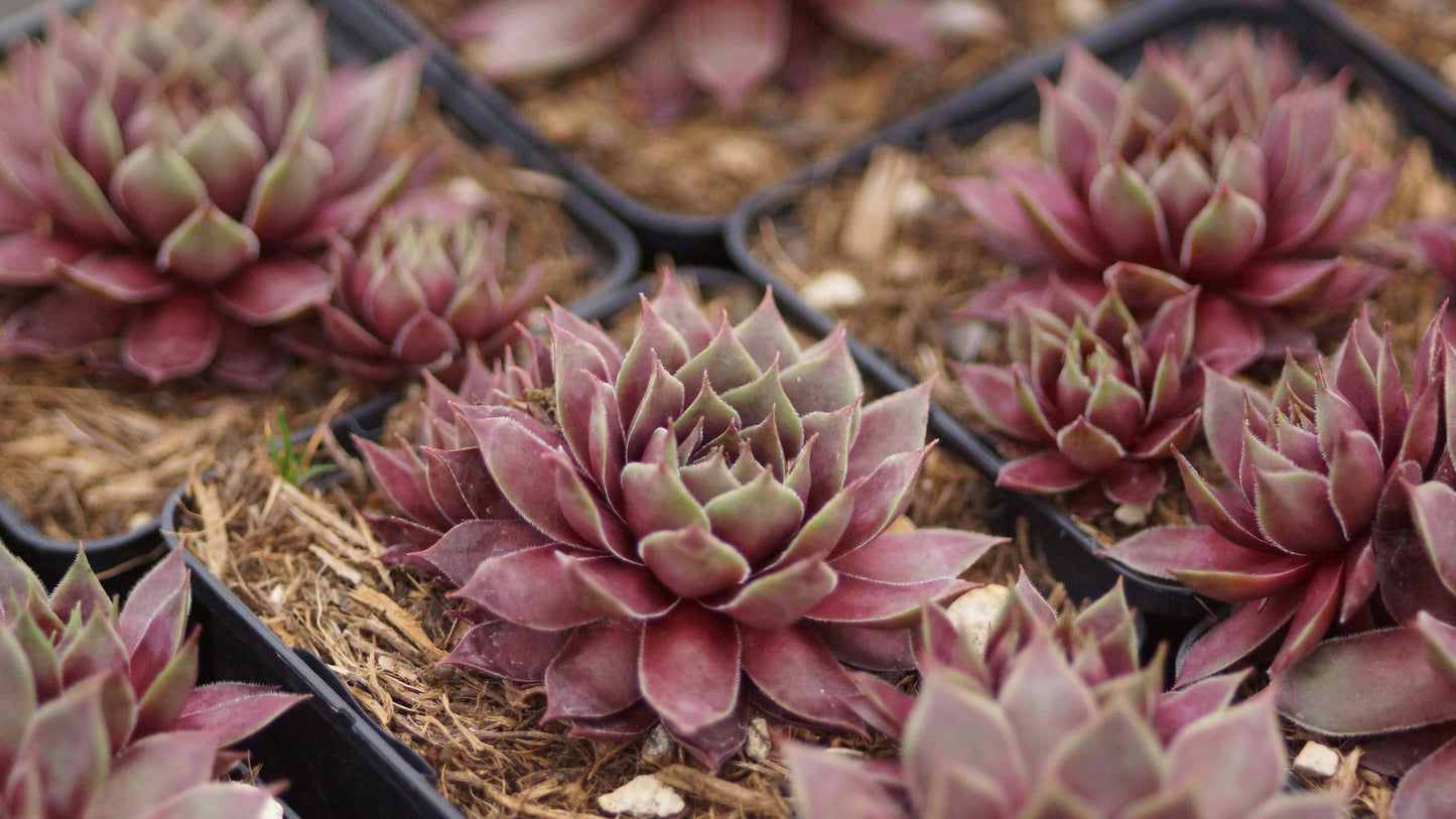 Sempervivum Hybride 'Bronco' - Hauswurz