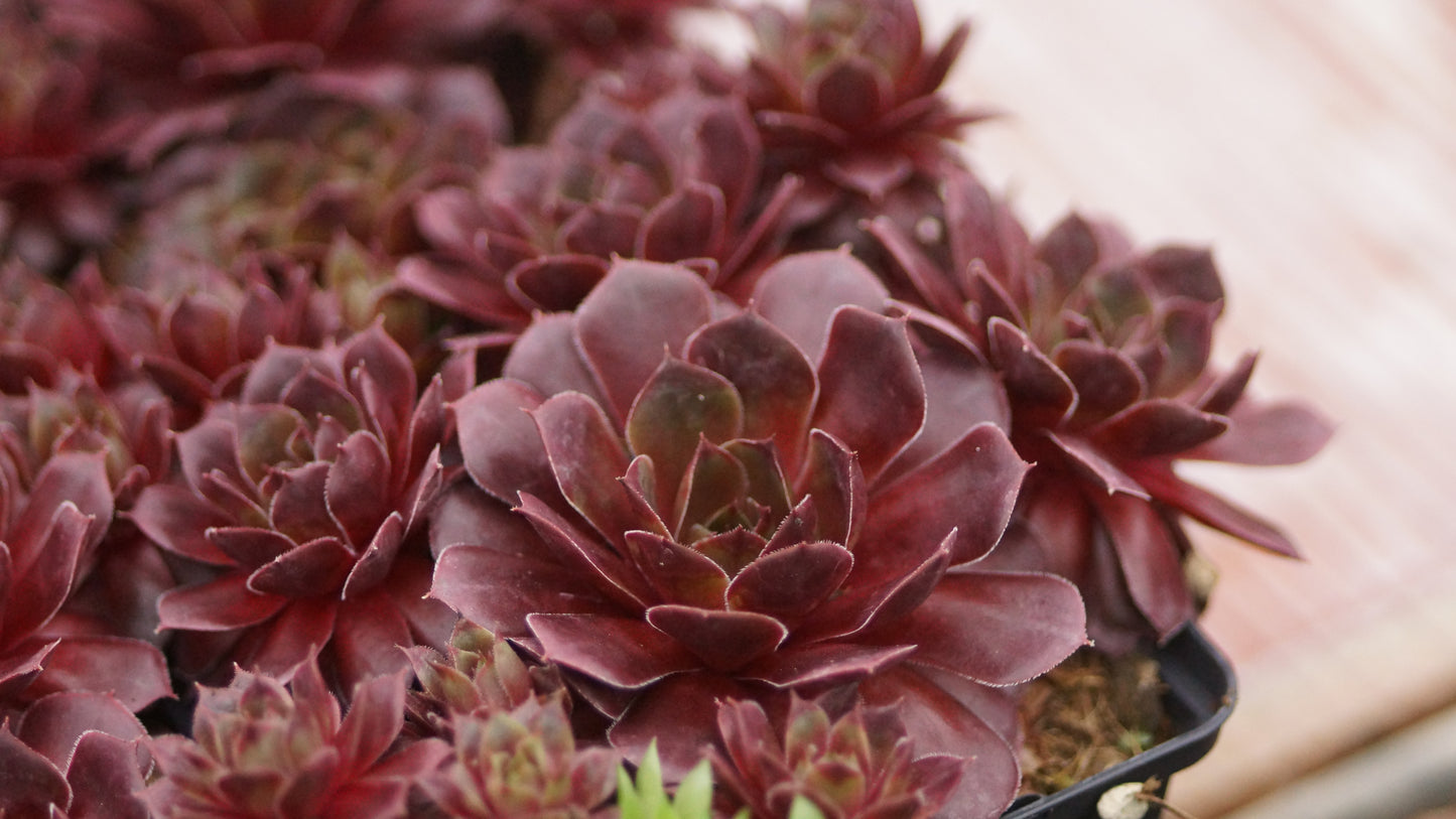 Sempervivum Hybride 'Adonis' - Hauswurz